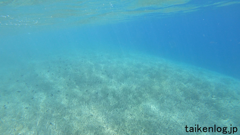 父島 製氷海岸 深い場所 水深1m以上の海中の枝サンゴ その2