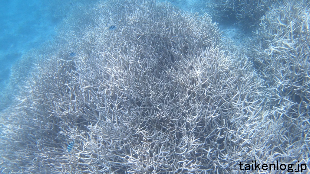父島 製氷海岸 深い場所 水深1m以上の海中の枝サンゴ その1