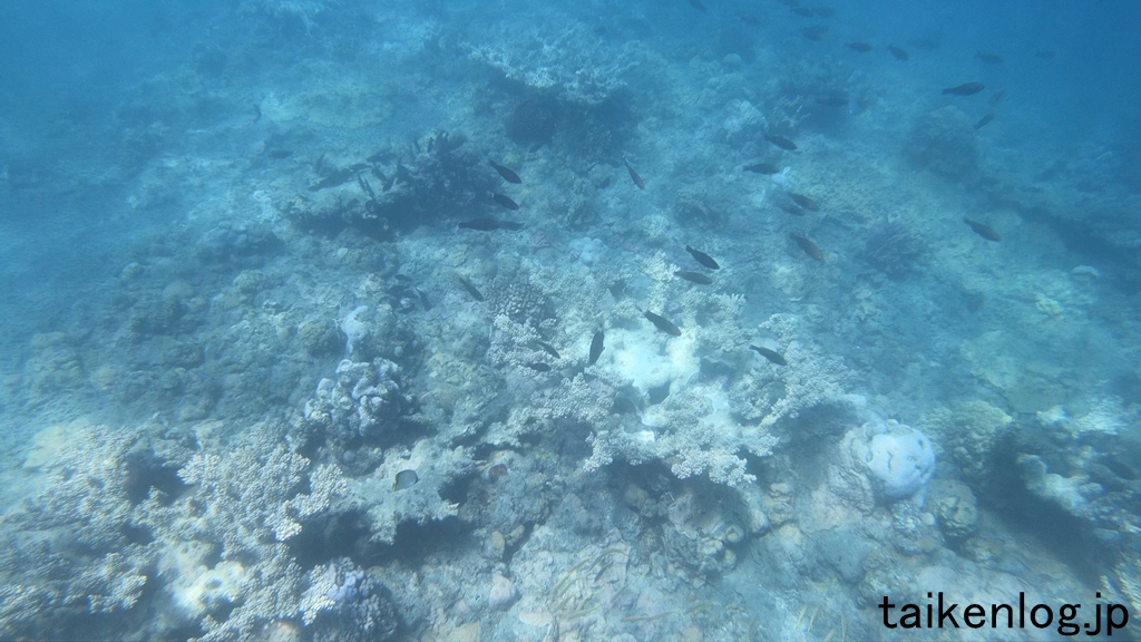 小笠原諸島 父島 製氷海岸の海中 枝サンゴの群生から少し離れた場所にいた魚の群れ