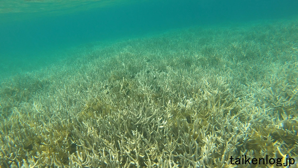 父島 製氷海岸 浅い場所 水深1m未満の海中の枝サンゴ その2