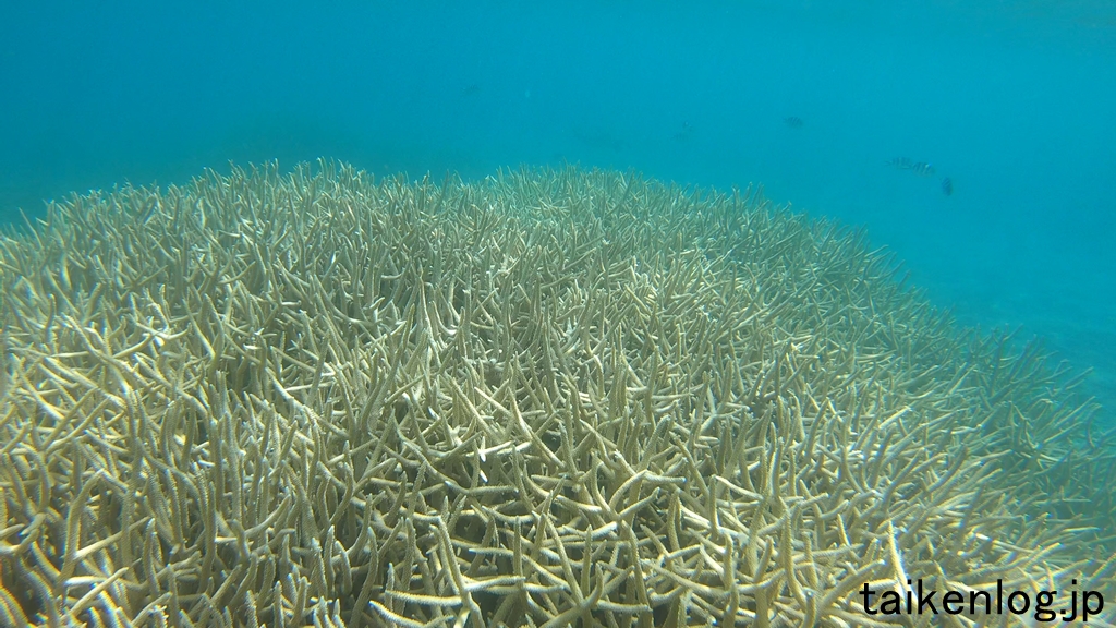 父島 製氷海岸 浅い場所 水深1m未満の海中の枝サンゴ その1