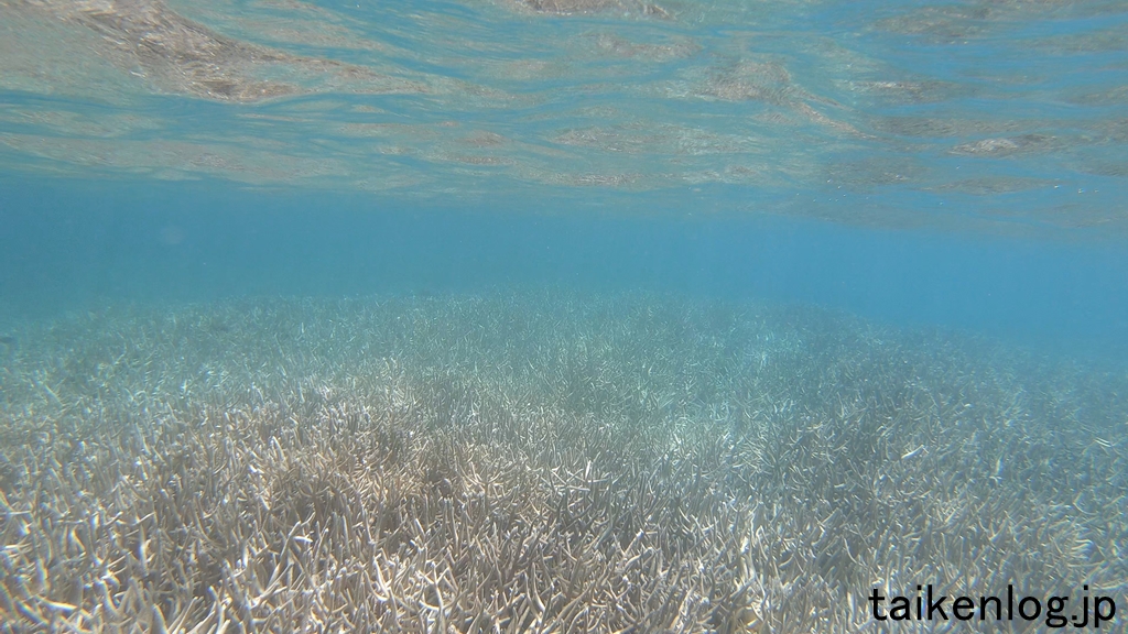 父島 製氷海岸 浅い場所 水深1m未満の海中の枝サンゴ その3