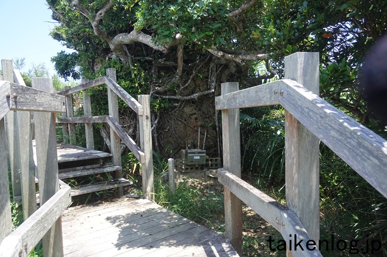大神島の遠見台(展望台)の手前にある階段途中にある樹木