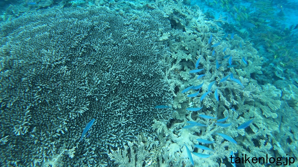 母島 北港 水深1m以上の海中のようす 湾内左側(西側)のサンゴの群生 その6