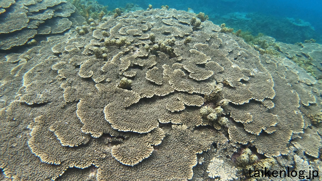 母島 北港 水深1m以上の海中のようす 湾内左側(西側)のサンゴの群生 その1