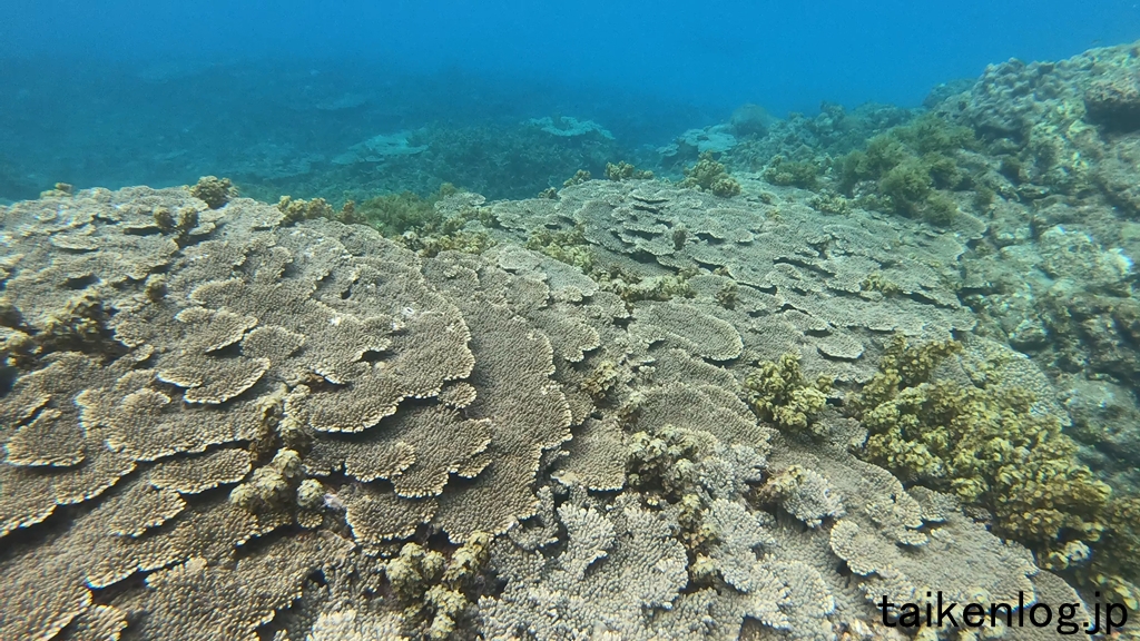 母島 北港 水深1m以上の海中のようす 湾内左側(西側)のサンゴの群生 その2