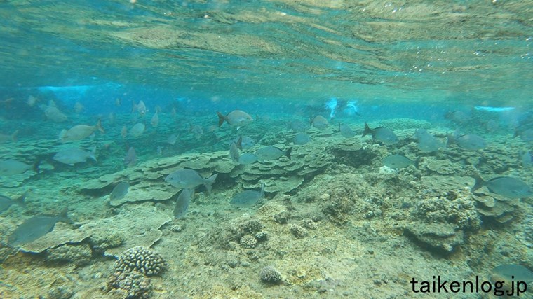 母島 南崎海岸 少し沖にある岩の根元にいる魚の群れ