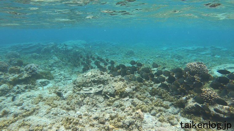 母島 南崎海岸 魚の群れの行列 このような魚の集団は小笠原で頻繁に目にする