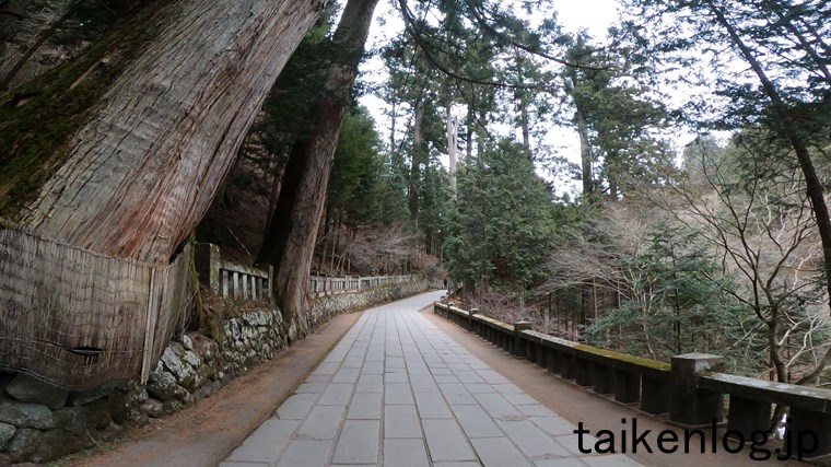 榛名神社 境内の千本杉