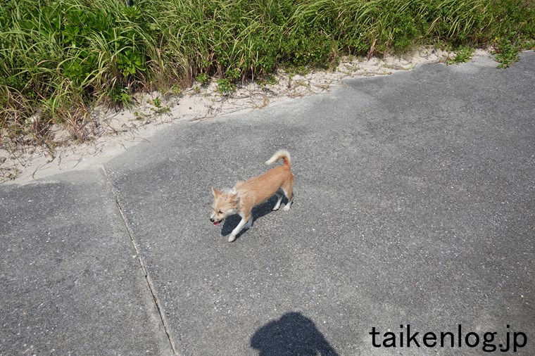大神島西側の外周道を走る犬