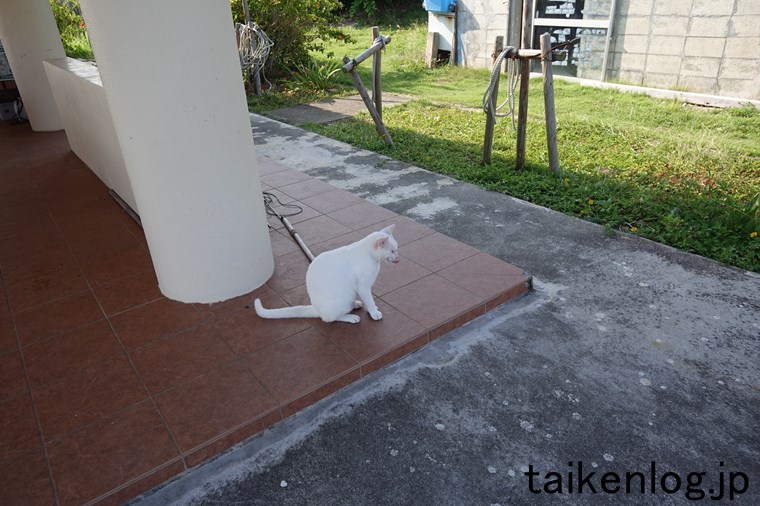 大神島漁港前の休憩所の猫