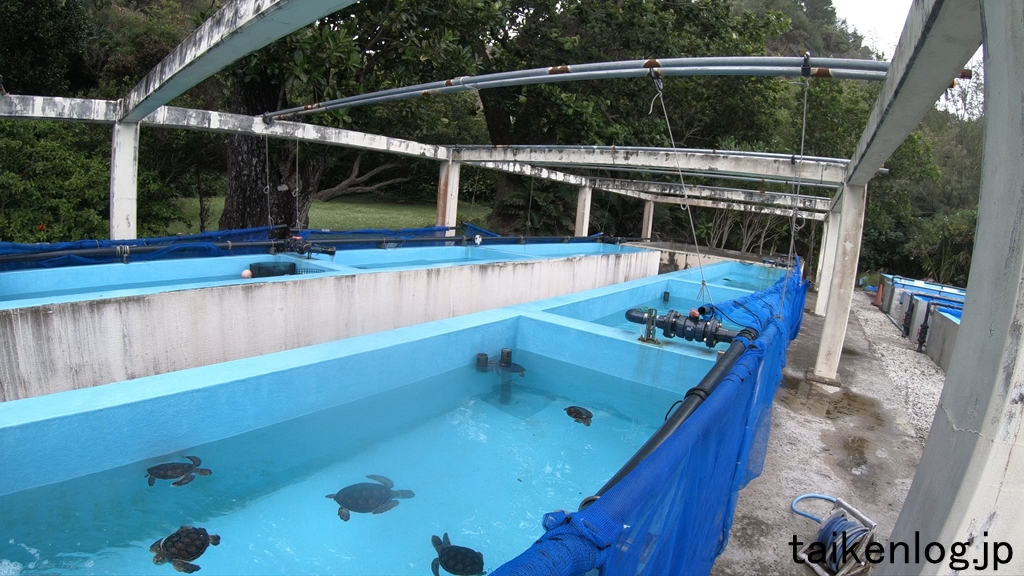父島 小笠原海洋センター ある程度成長した子亀がいる水槽