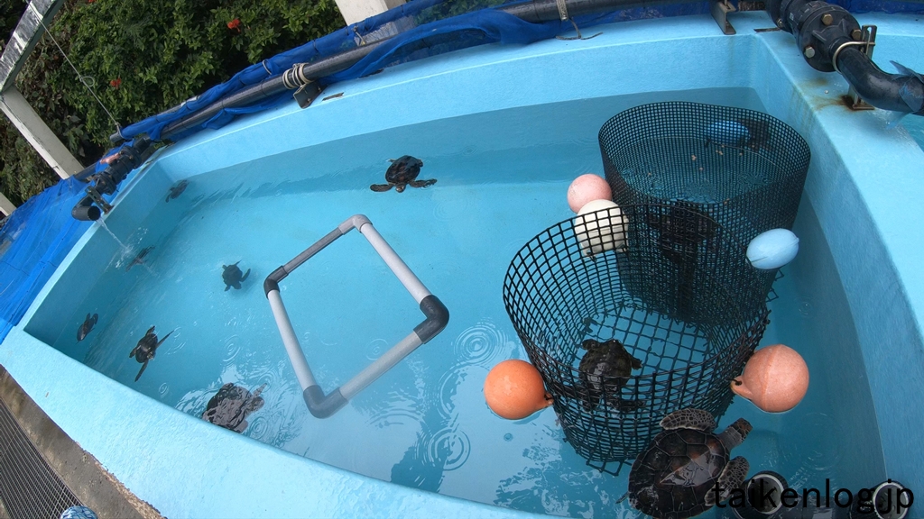 父島 小笠原海洋センター ウミガメの水槽でケージに囲われたウミガメがいた