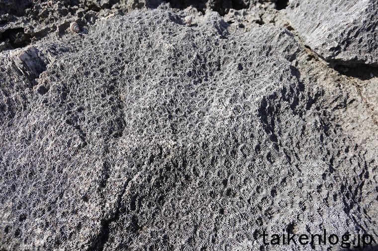 波照間島 高那崎先端の岩場の隆起サンゴの跡