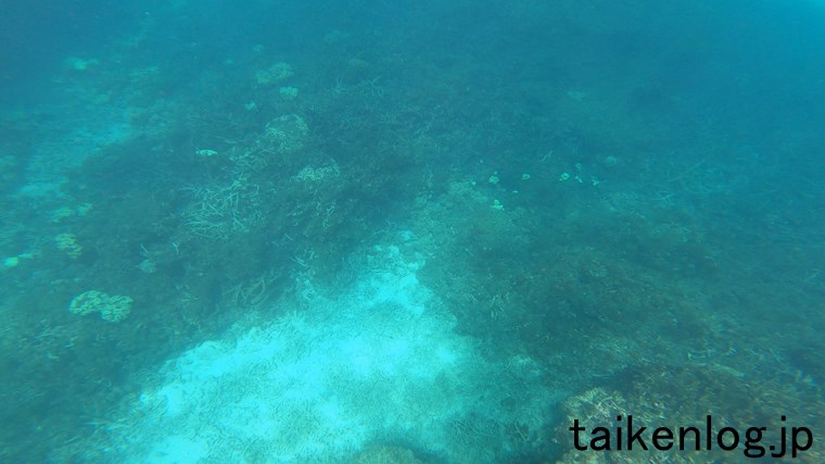 波照間島 ニシ浜 海中のサンゴのようす その18