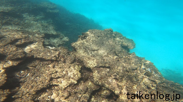 波照間島 ニシ浜 海中のサンゴのようす その21