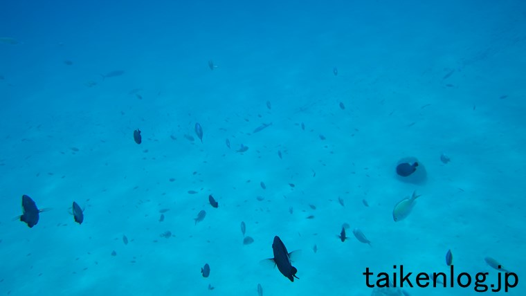渡嘉敷島 ハナリ島の東側の沖にあるサンゴ礁周辺の人慣れした魚
