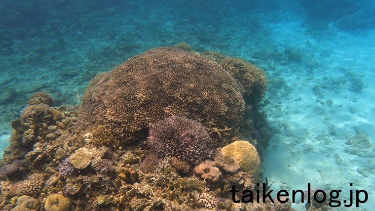 渡嘉敷島 ハナリ島の東側にあるサンゴ群のようす その1