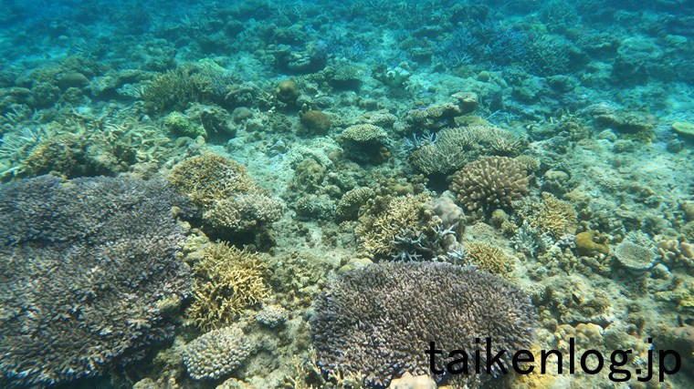 渡嘉敷島 ハナリ島の東側にあるサンゴ群のようす その5