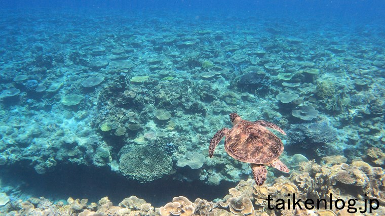 渡嘉敷島 ヒジュイシビーチの海中 深い場所にあるサンゴ