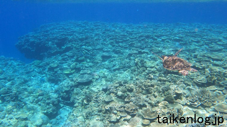 渡嘉敷島 ヒジュイシビーチ沖のサンゴの群生