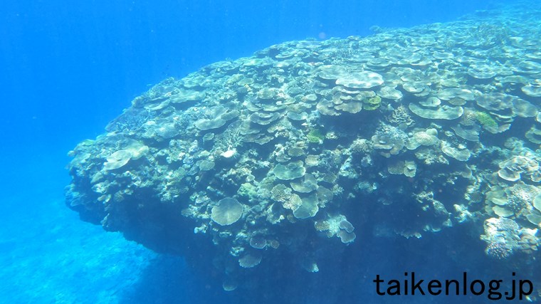 渡嘉敷島 ヒジュイシビーチ沖の海中 サンゴの群生ポイントの先端