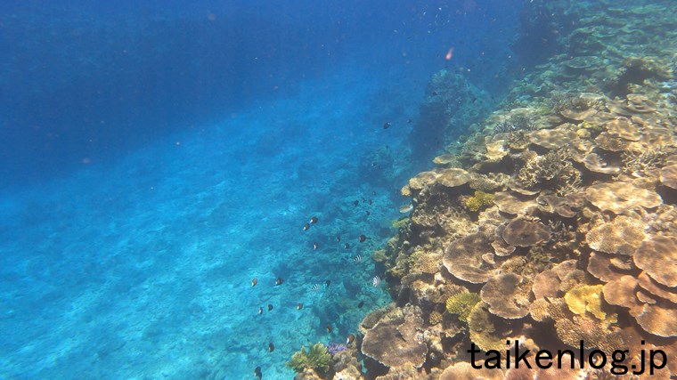 渡嘉敷島 ヒジュイシビーチ沖の海中 サンゴの群生ポイントのサンゴ