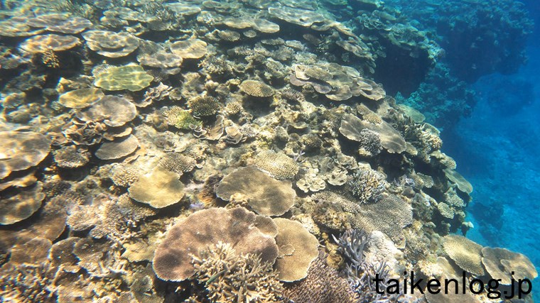 渡嘉敷島 ヒジュイシビーチ沖の海中 サンゴの群生ポイントのサンゴ