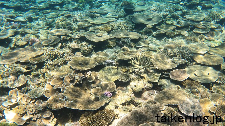 渡嘉敷島 ヒジュイシビーチ沖の海中 サンゴの群生ポイントの密集具合