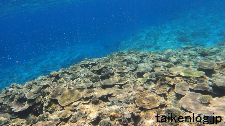 渡嘉敷島 ヒジュイシビーチ沖の海中 サンゴの群生ポイントの小魚