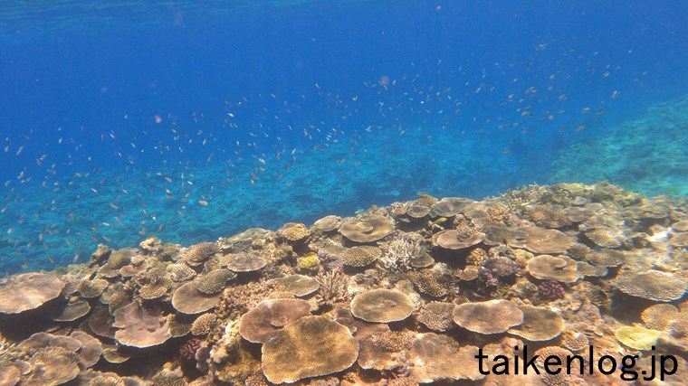 渡嘉敷島 ヒジュイシビーチ沖の海中 サンゴの群生ポイントと隣りの岩礁との比較