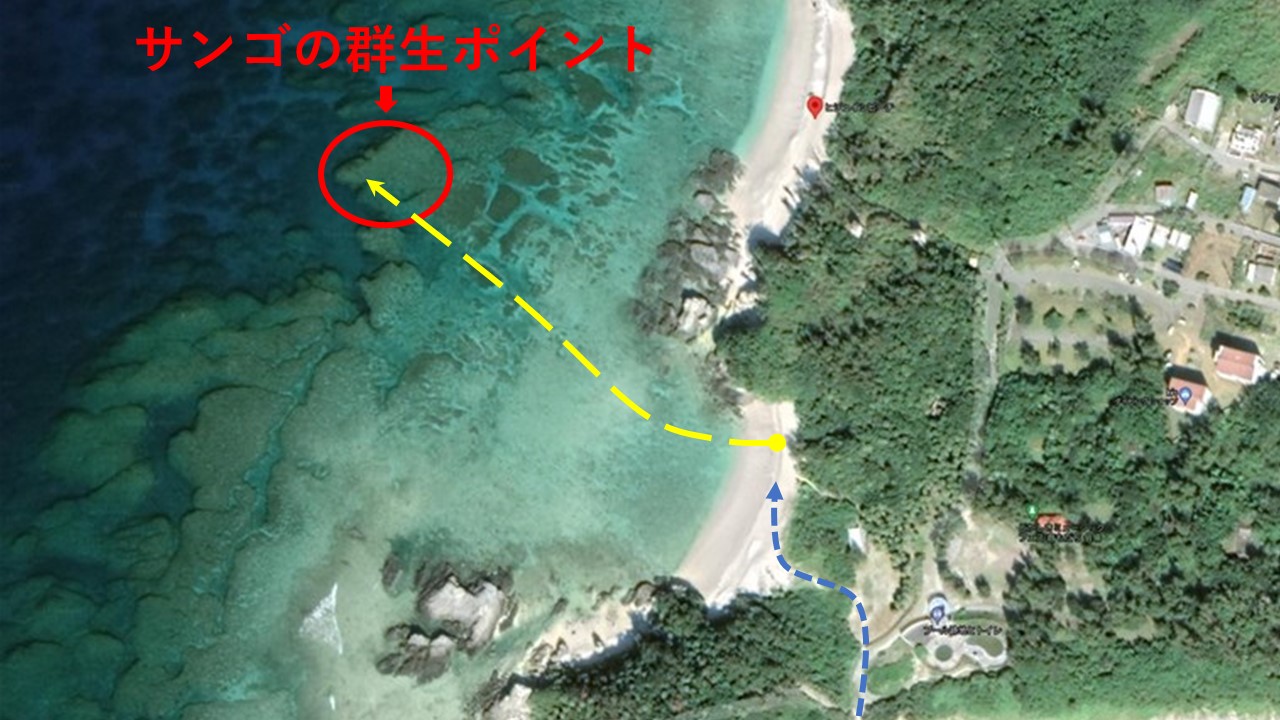 渡嘉敷島 ヒジュイシビーチの行き方とサンゴの群生ポイント