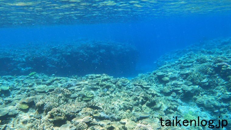 渡嘉敷島 ヒジュイシビーチ沖の海中 サンゴの群生ポイント以外のようす