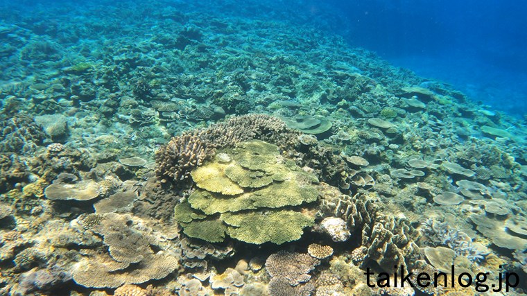 渡嘉敷島 ヒジュイシビーチ沖の海中 サンゴの群生ポイント以外のサンゴ