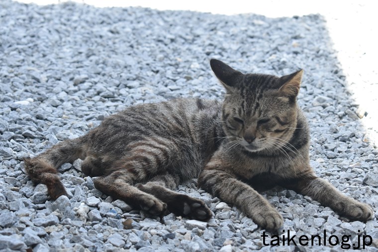 渡嘉敷島 阿波連にある居酒屋 丸二の前にいた猫