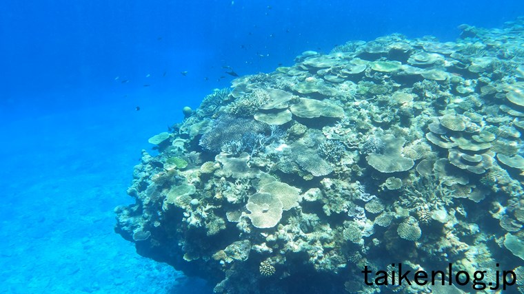 渡嘉敷島のヒジュイシビーチ沖のサンゴの群生