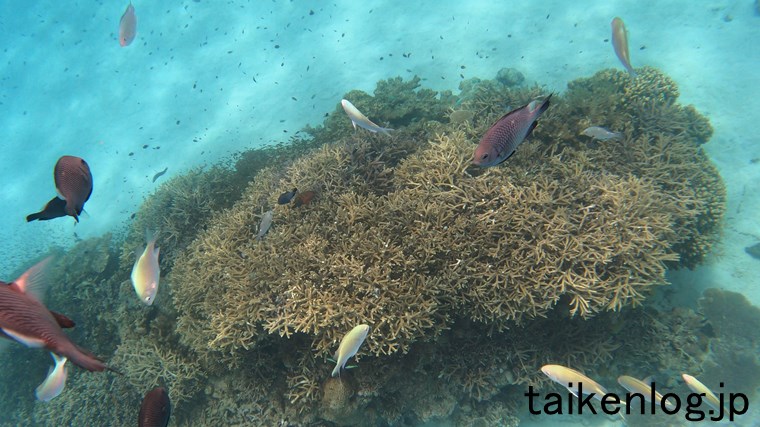 渡嘉敷島のハナレ島沖のサンゴ