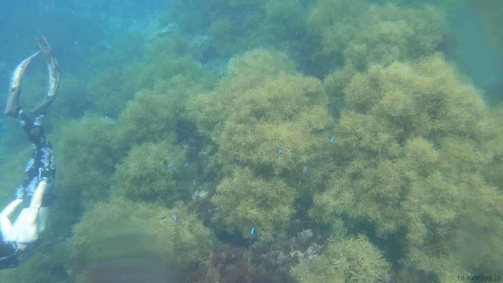 ヒリゾ浜沖にある丘ハヤマ近辺の海藻