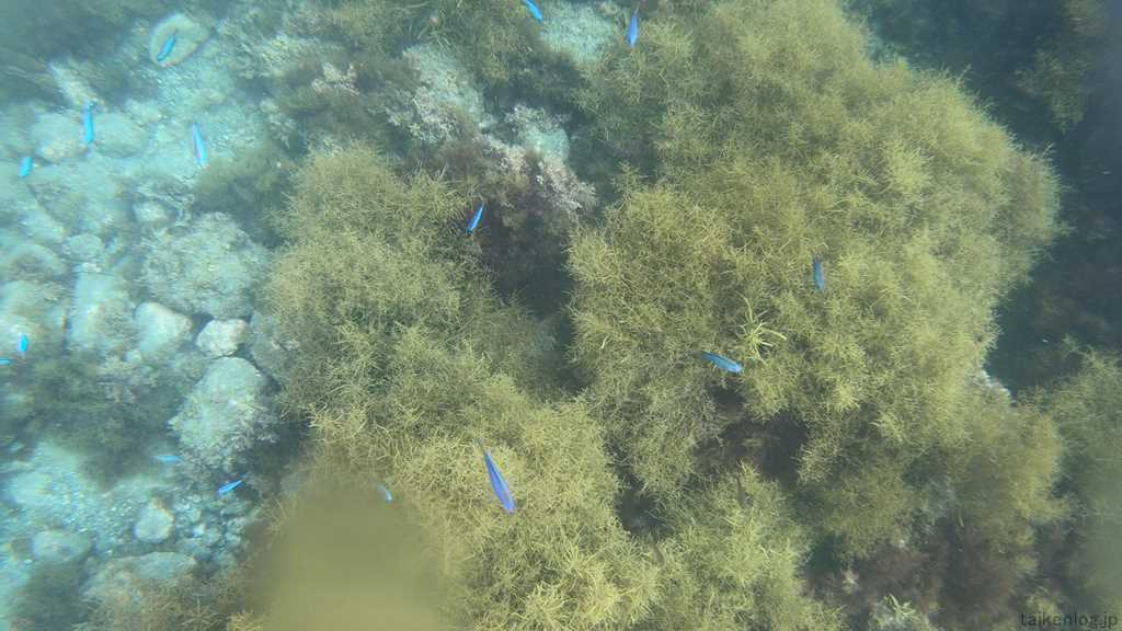 ヒリゾ浜沖にある丘ハヤマ近辺の海藻と小魚