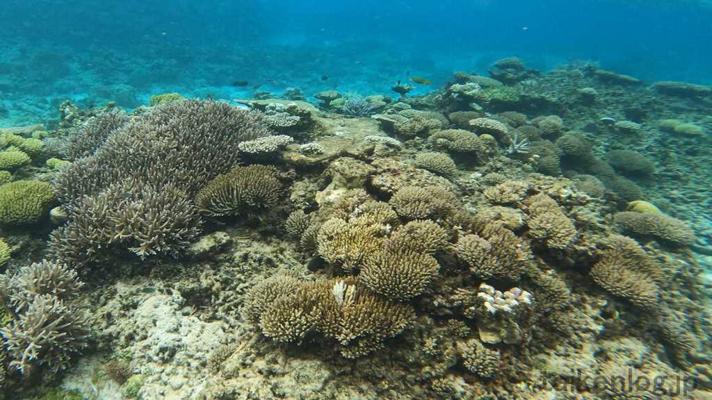 阿嘉島の前浜ビーチ 防波堤の向こう側にあるリーフのサンゴの群生