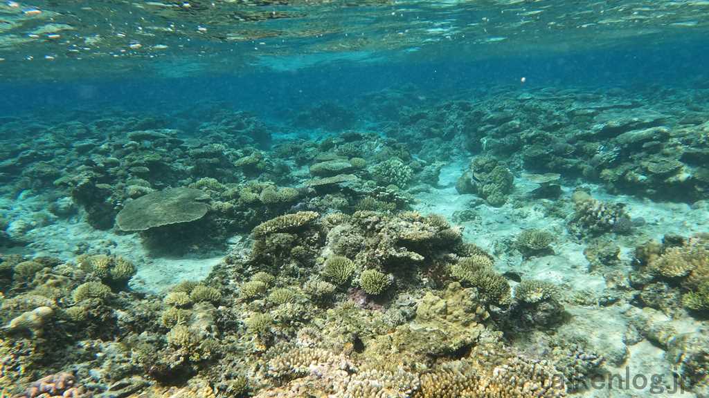 阿嘉島の前浜ビーチ 防波堤の向こう側にあるリーフのサンゴの群生 その7