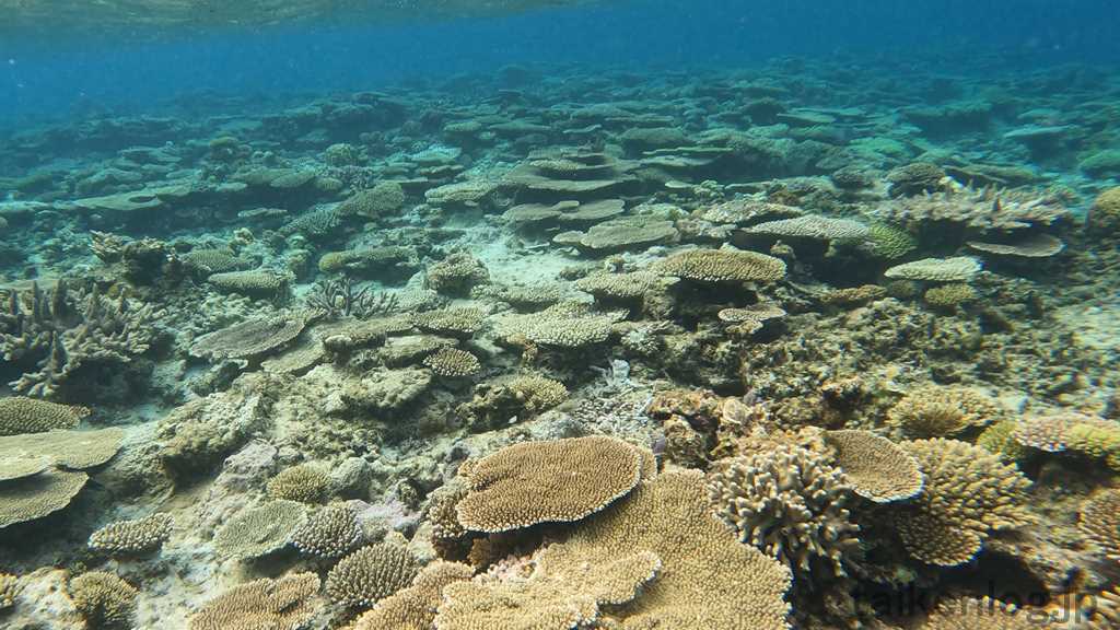 阿嘉島の前浜ビーチ 防波堤の向こう側にあるリーフのサンゴの群生 その12