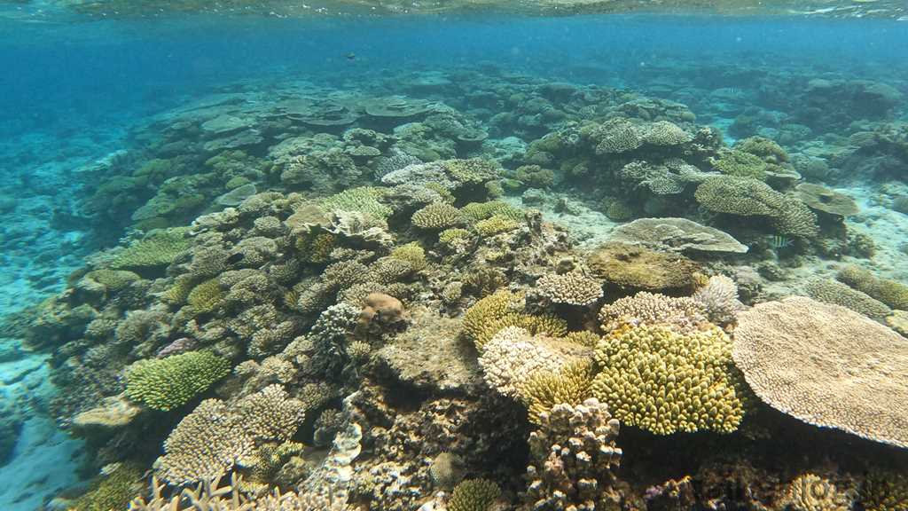 阿嘉島の前浜ビーチ 防波堤の向こう側にあるリーフのサンゴの群生 その13