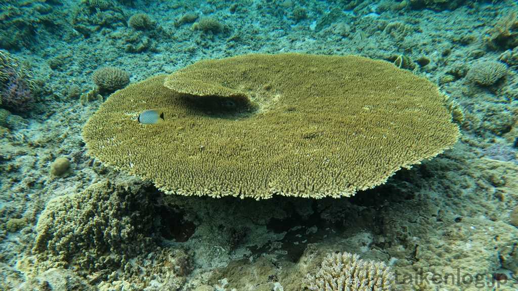 阿嘉島の北浜ビーチ(ニシバマビーチ)の海中 深い場所にあるテーブルサンゴ
