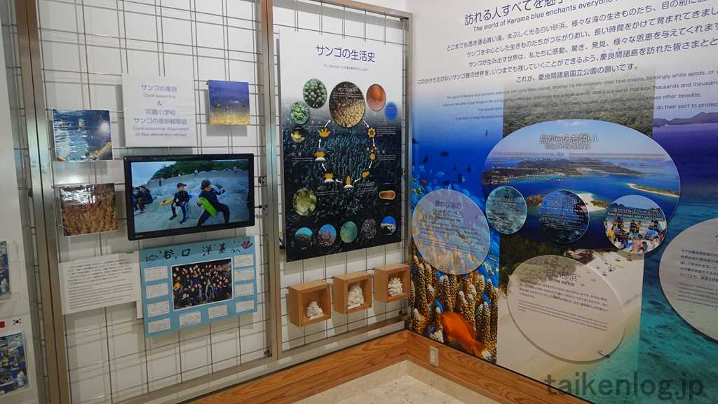 さんごゆんたく館内の展示パネル「サンゴの産卵、サンゴの生活史」