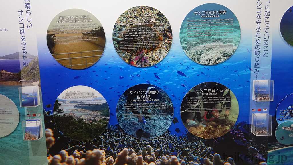 さんごゆんたく館内の展示パネル「サンゴを守るための取り組み、サンゴの白化現象」