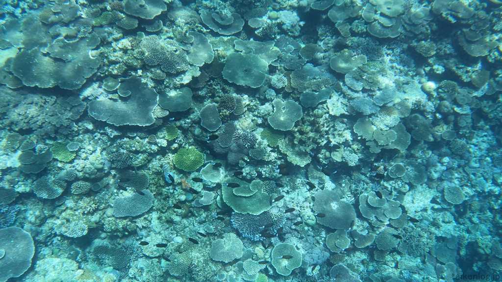 阿嘉島 クシバルビーチの海中 リーフエッジのサンゴ