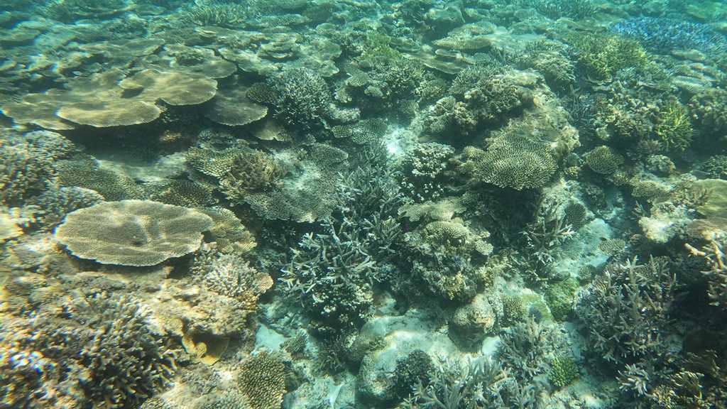 阿嘉島 クシバルビーチの海中 リーフエッジのサンゴ