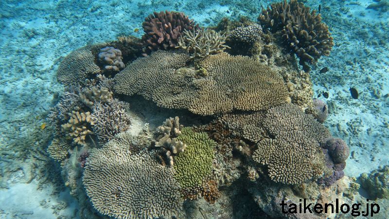 安慶名敷島の西のシュノーケルポイント②浅い場所の海中にある中ぐらいのサイズのサンゴ礁