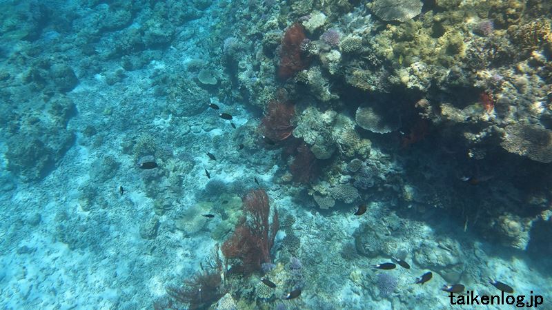嘉比島のシュノーケルポイント②南東側の海中のようす その4 赤いサンゴ